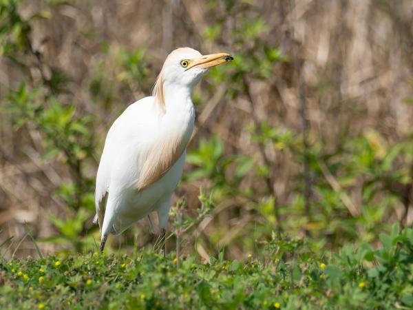 Koereiger (Bubulcus ibis)